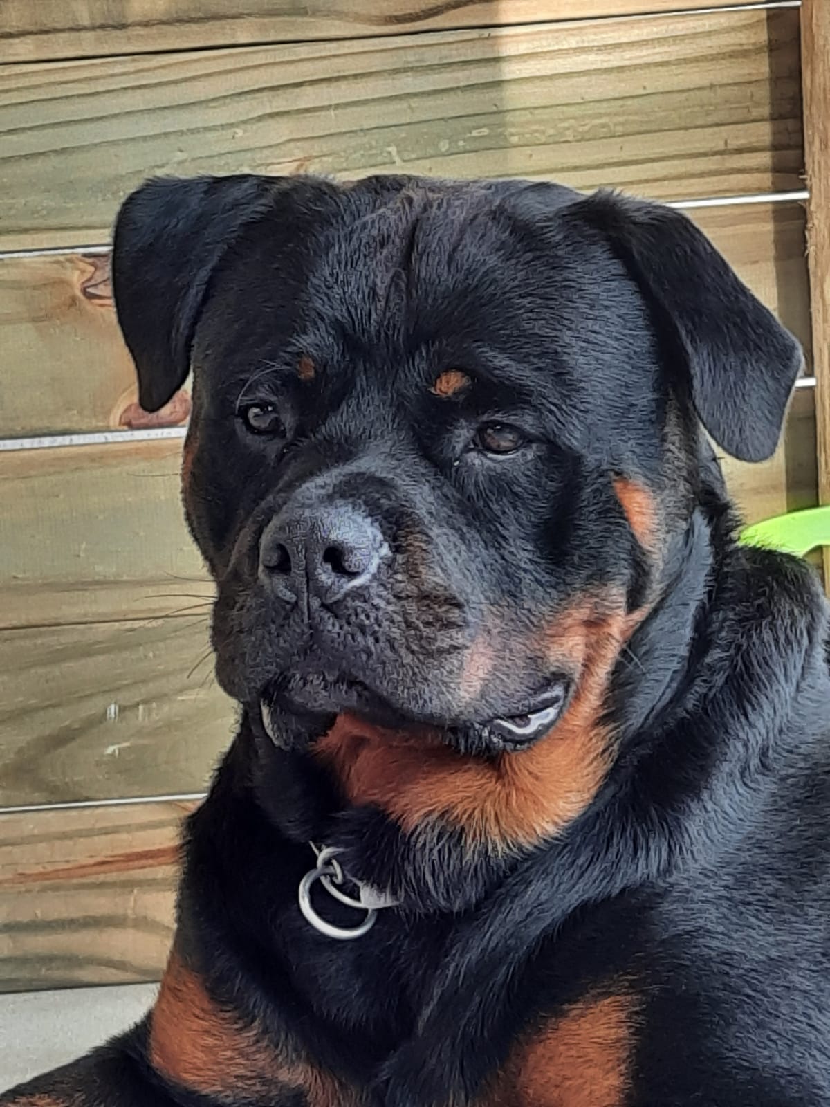 Orion Von Beretta