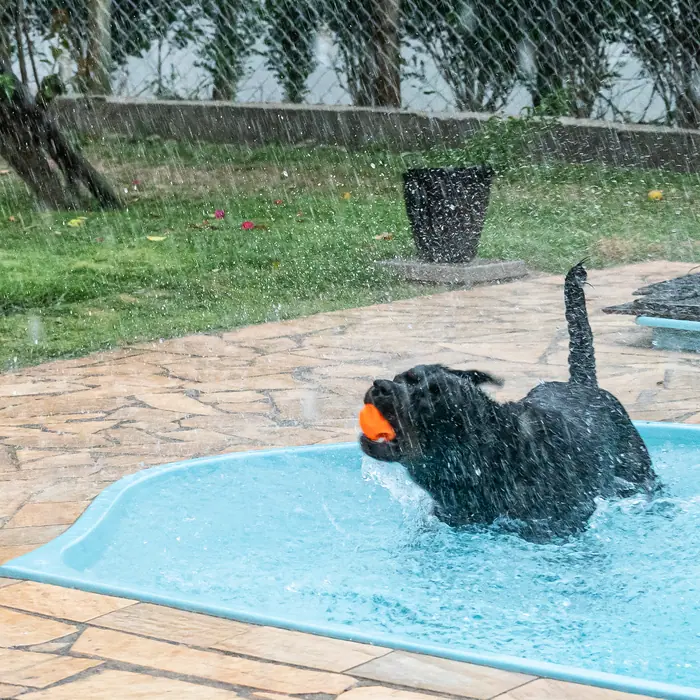 Estrutura do Canil Von Beretta &mdash; foto 34 de 57
