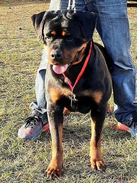 Rottweiler do Canil Von Beretta em exposição &mdash; foto 5 de 34