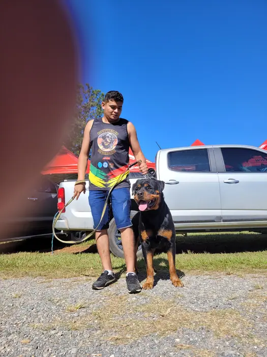 Rottweiler do Canil Von Beretta em exposição &mdash; foto 11 de 34