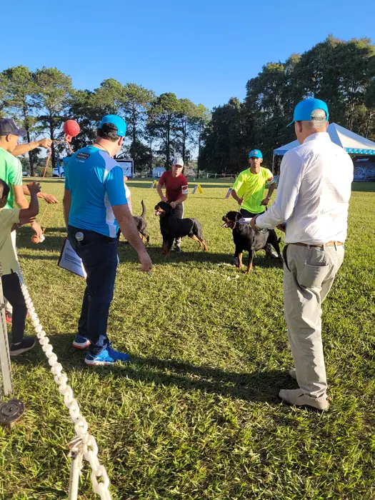 Rottweiler do Canil Von Beretta em exposição &mdash; foto 15 de 34
