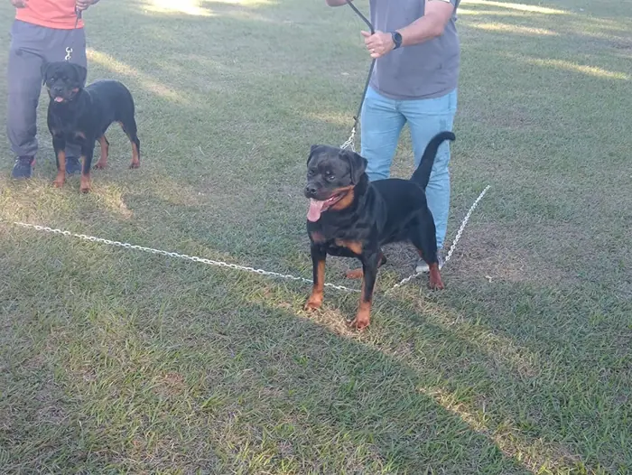 Rottweiler do Canil Von Beretta em exposição &mdash; foto 26 de 34