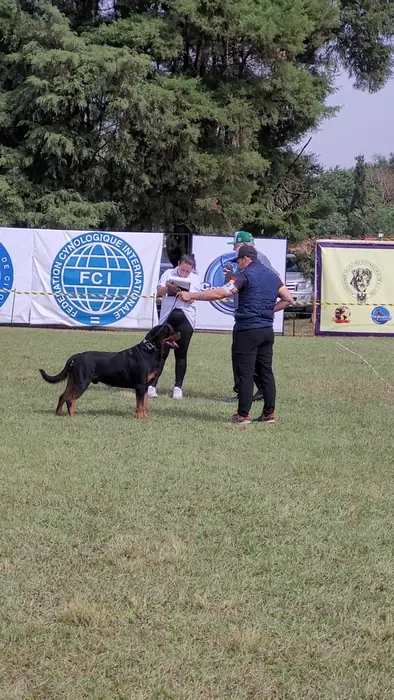 Rottweiler do Canil Von Beretta em exposição &mdash; foto 34 de 34
