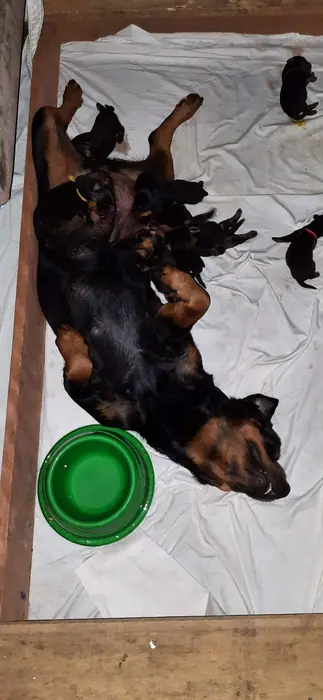 Filhote de Rottweiler do Canil Von Beretta &mdash; foto 5 de 88