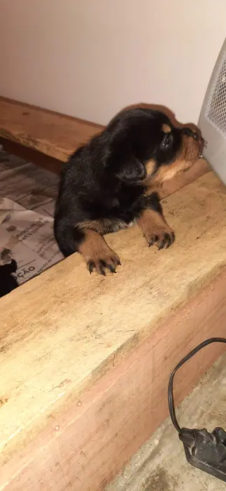 Filhote de Rottweiler do Canil Von Beretta &mdash; foto 9 de 88