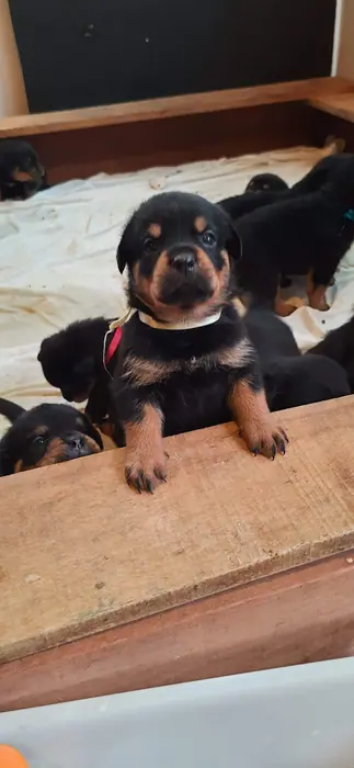 Filhote de Rottweiler do Canil Von Beretta &mdash; foto 10 de 88