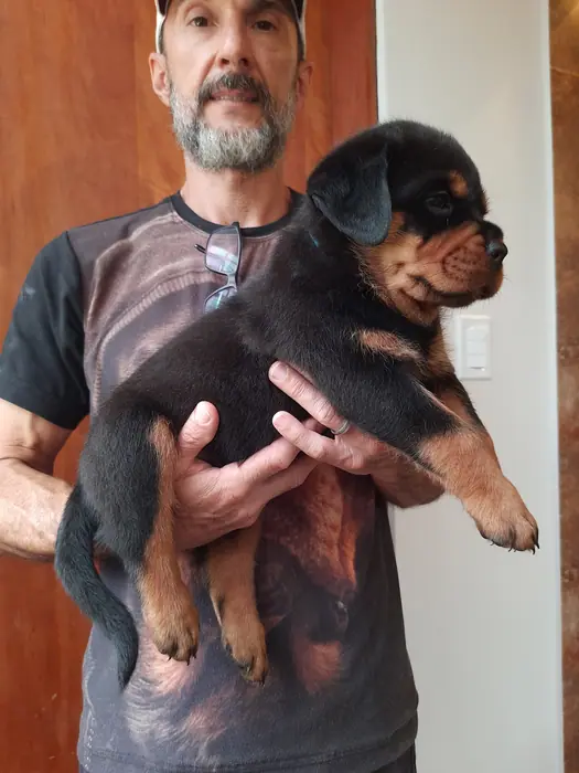 Filhote de Rottweiler do Canil Von Beretta &mdash; foto 12 de 88