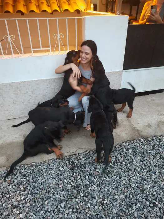 Filhote de Rottweiler do Canil Von Beretta &mdash; foto 14 de 88