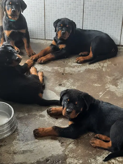 Filhote de Rottweiler do Canil Von Beretta &mdash; foto 15 de 88