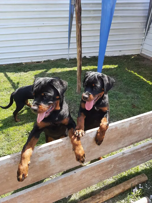 Filhote de Rottweiler do Canil Von Beretta &mdash; foto 16 de 88
