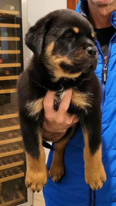Filhote de Rottweiler do Canil Von Beretta &mdash; foto 18 de 88