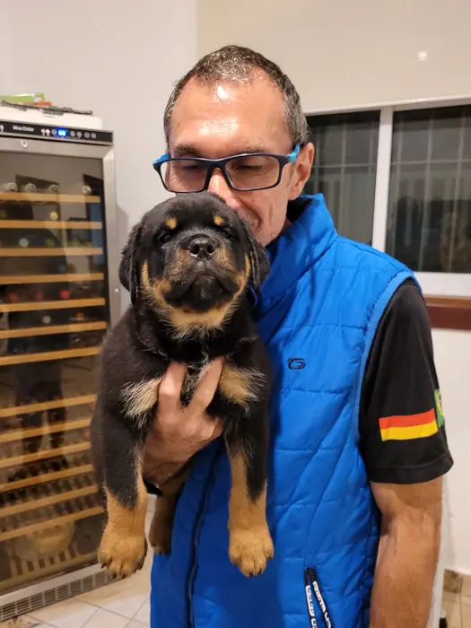 Filhote de Rottweiler do Canil Von Beretta &mdash; foto 19 de 88