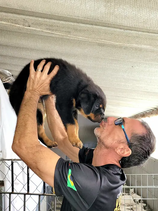 Filhote de Rottweiler do Canil Von Beretta &mdash; foto 22 de 88