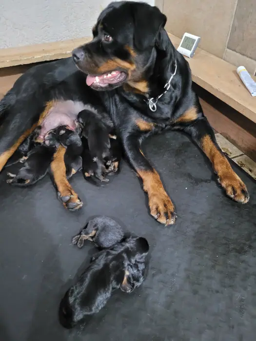 Filhote de Rottweiler do Canil Von Beretta &mdash; foto 24 de 88