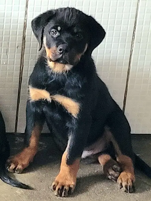 Filhote de Rottweiler do Canil Von Beretta &mdash; foto 25 de 88