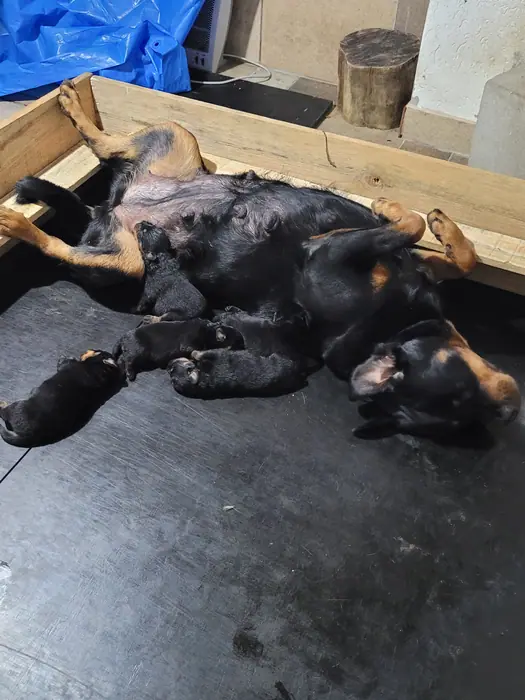 Filhote de Rottweiler do Canil Von Beretta &mdash; foto 35 de 88