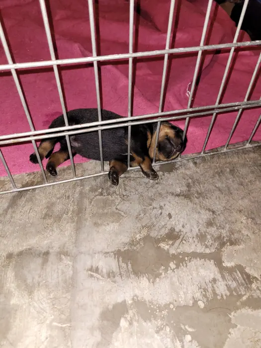 Filhote de Rottweiler do Canil Von Beretta &mdash; foto 36 de 88