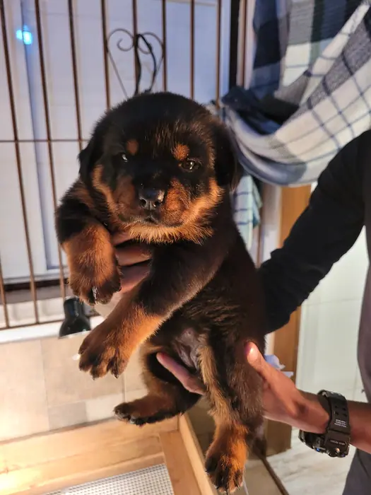 Filhote de Rottweiler do Canil Von Beretta &mdash; foto 46 de 88