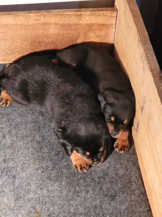 Filhote de Rottweiler do Canil Von Beretta &mdash; foto 47 de 88