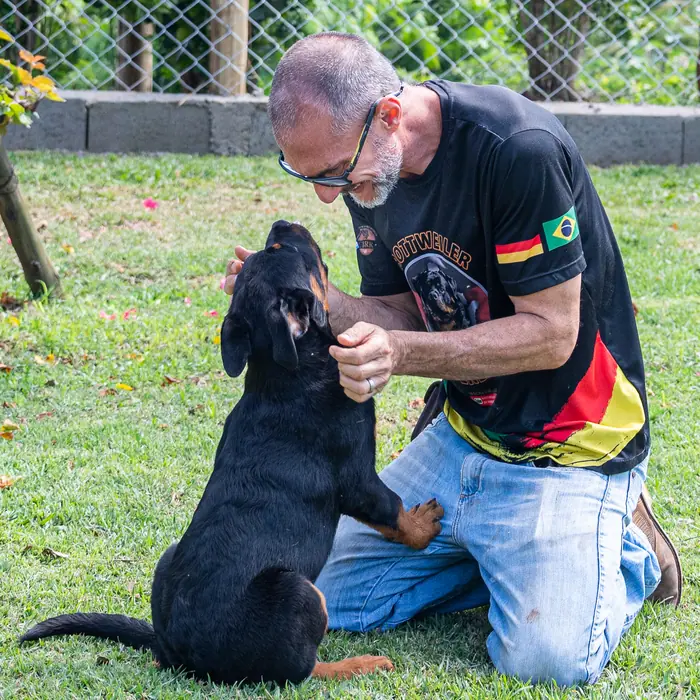 Filhote de Rottweiler do Canil Von Beretta &mdash; foto 50 de 88