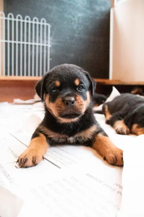 Filhote de Rottweiler do Canil Von Beretta &mdash; foto 56 de 88