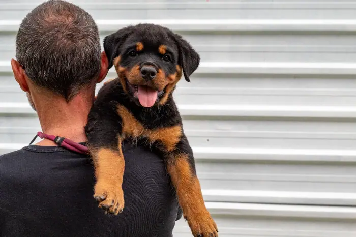 Filhote de Rottweiler do Canil Von Beretta &mdash; foto 58 de 88
