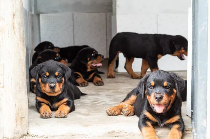 Filhote de Rottweiler do Canil Von Beretta &mdash; foto 62 de 88