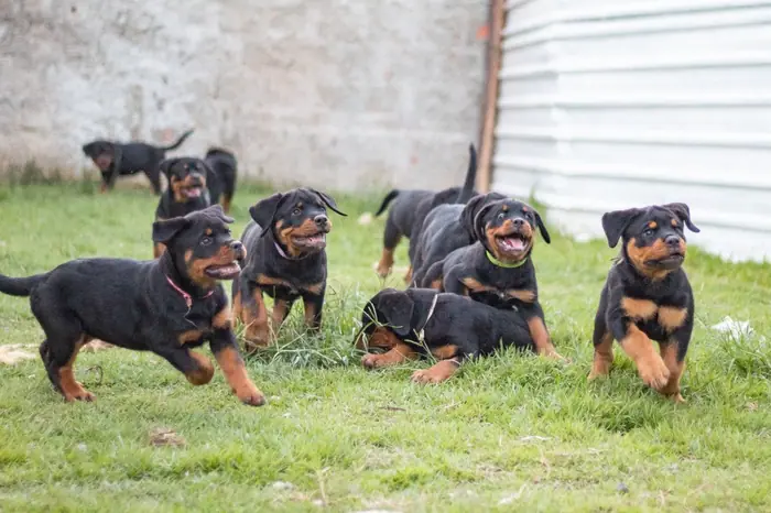 Filhote de Rottweiler do Canil Von Beretta &mdash; foto 66 de 88