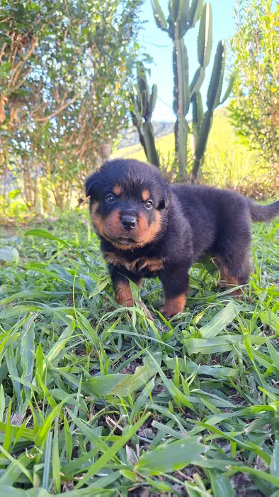 Filhote de Rottweiler do Canil Von Beretta &mdash; foto 71 de 88
