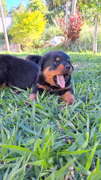 Filhote de Rottweiler do Canil Von Beretta &mdash; foto 72 de 88