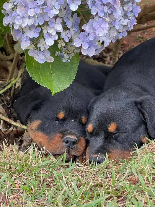 Filhote de Rottweiler do Canil Von Beretta &mdash; foto 73 de 88