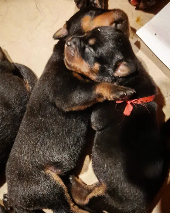 Filhote de Rottweiler do Canil Von Beretta &mdash; foto 76 de 88