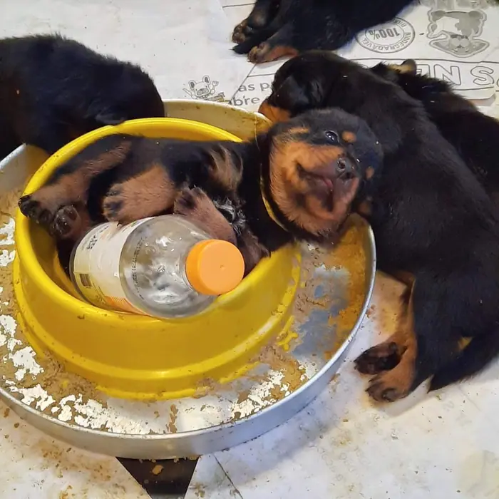 Filhote de Rottweiler do Canil Von Beretta &mdash; foto 78 de 88