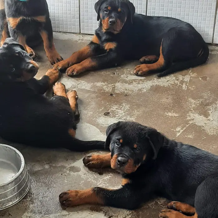 Filhote de Rottweiler do Canil Von Beretta &mdash; foto 82 de 88