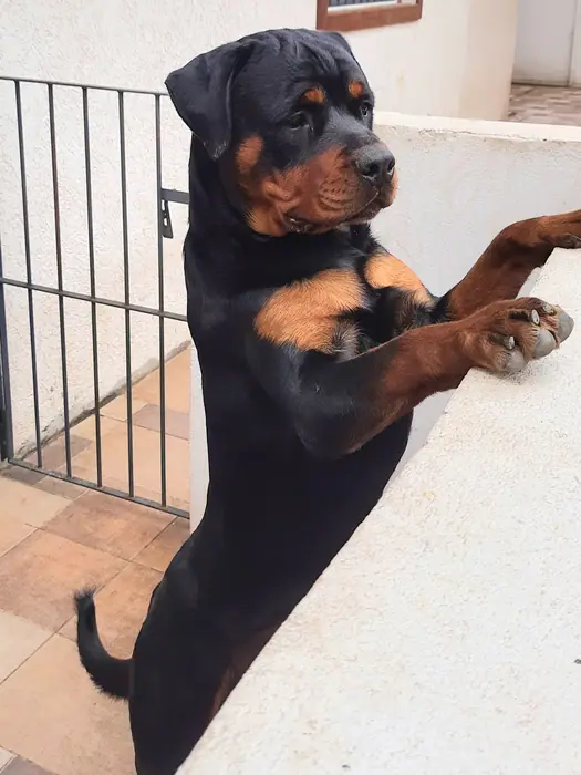 Reprodutor Rottweiler do Canil Von Beretta &mdash; foto 3 de 41