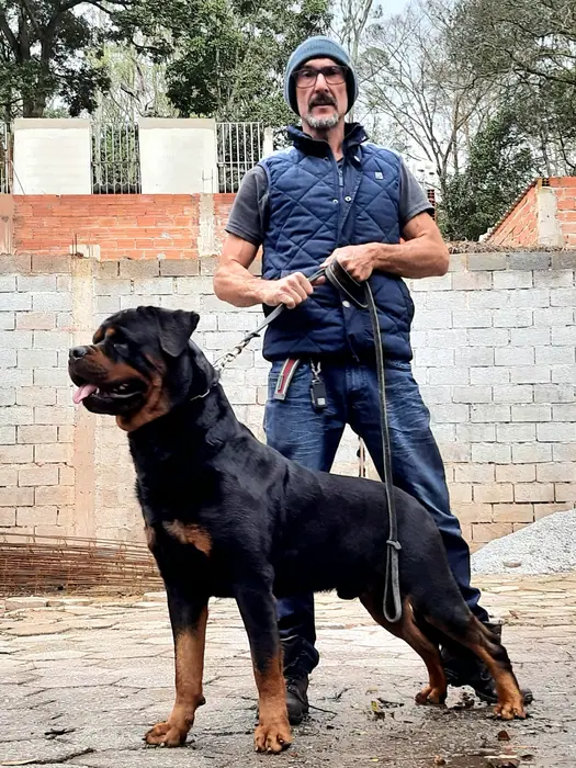 Reprodutor Rottweiler do Canil Von Beretta &mdash; foto 4 de 41
