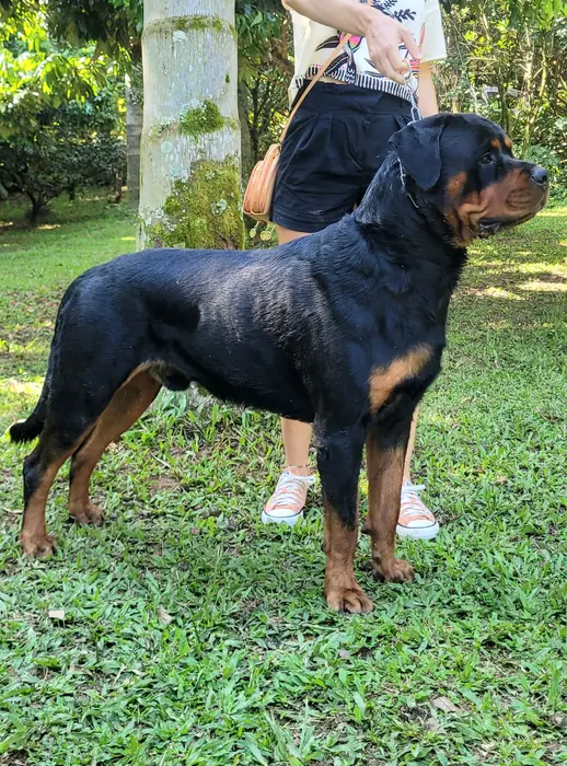 Reprodutor Rottweiler do Canil Von Beretta &mdash; foto 7 de 41