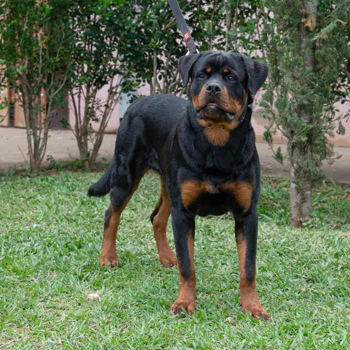 Reprodutor Rottweiler do Canil Von Beretta &mdash; foto 12 de 41