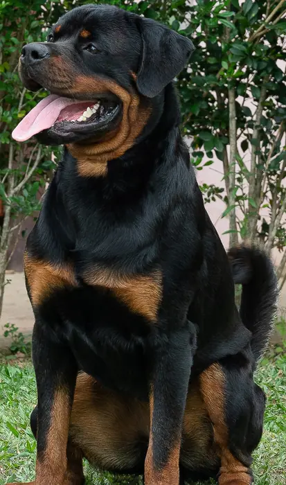 Reprodutor Rottweiler do Canil Von Beretta &mdash; foto 14 de 41