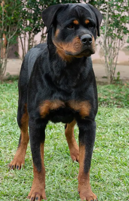 Reprodutor Rottweiler do Canil Von Beretta &mdash; foto 19 de 41