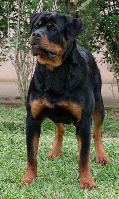 Reprodutor Rottweiler do Canil Von Beretta &mdash; foto 22 de 41