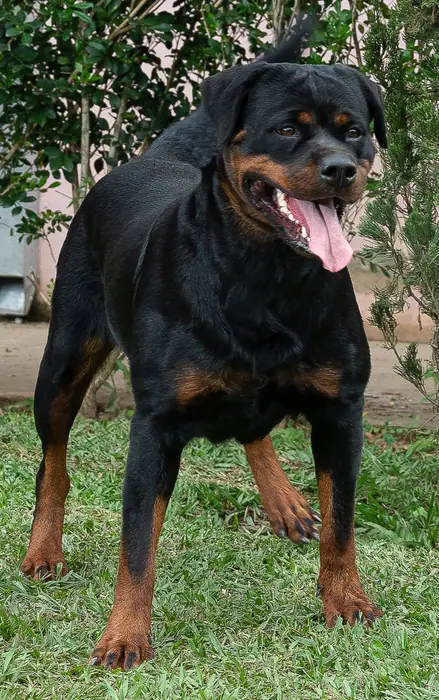 Reprodutor Rottweiler do Canil Von Beretta &mdash; foto 23 de 41