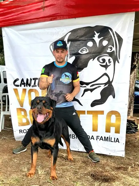 Reprodutor Rottweiler do Canil Von Beretta &mdash; foto 30 de 41