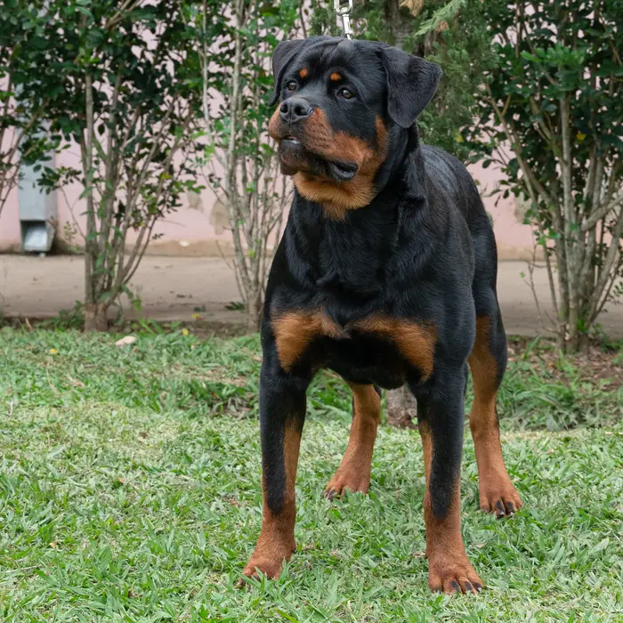 Reprodutor Rottweiler do Canil Von Beretta &mdash; foto 37 de 41
