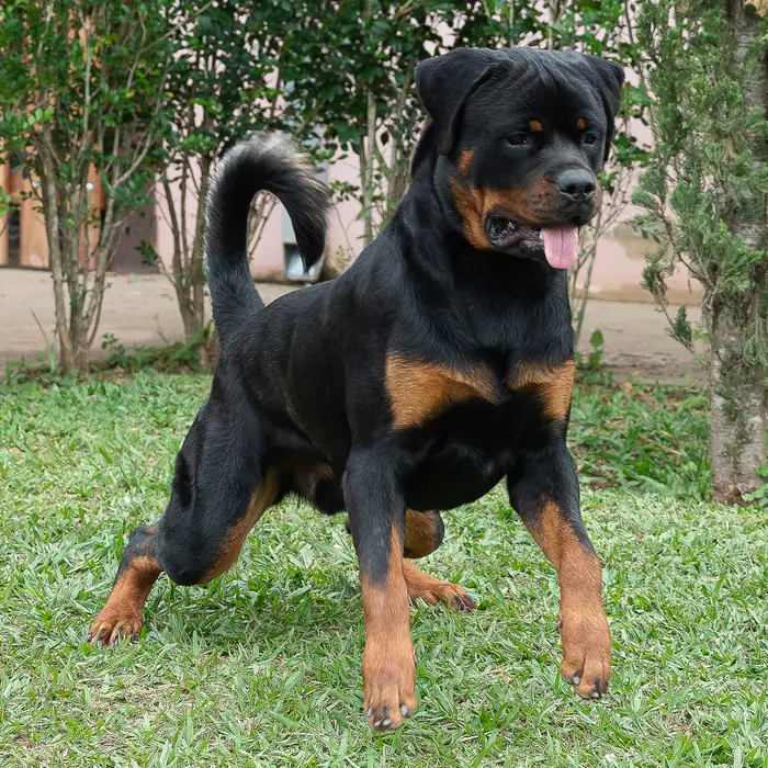 Reprodutor Rottweiler do Canil Von Beretta &mdash; foto 38 de 41
