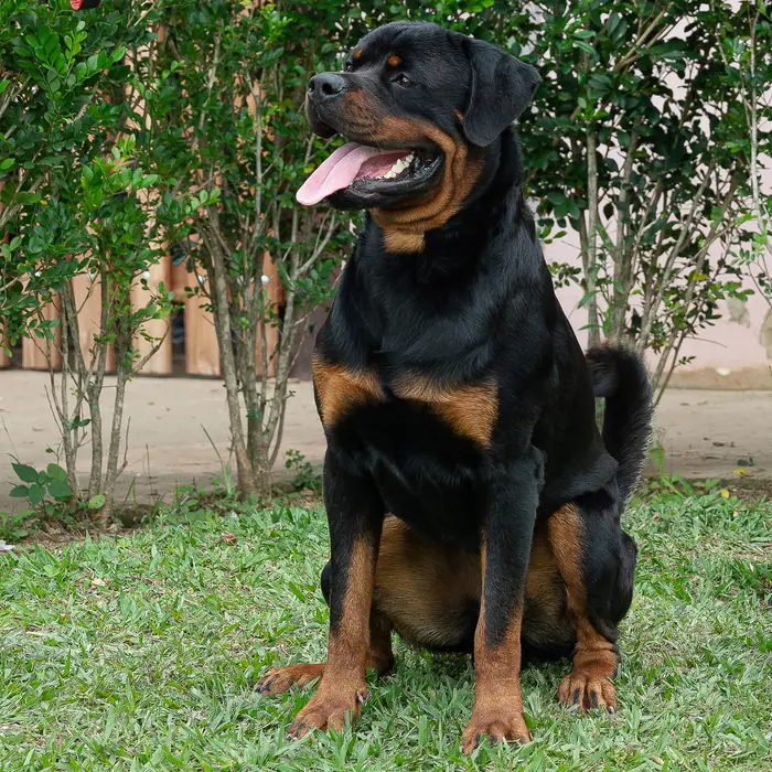 Reprodutor Rottweiler do Canil Von Beretta &mdash; foto 39 de 41