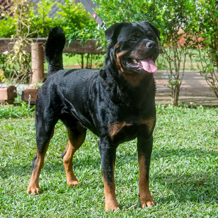 Reprodutor Rottweiler do Canil Von Beretta &mdash; foto 40 de 41