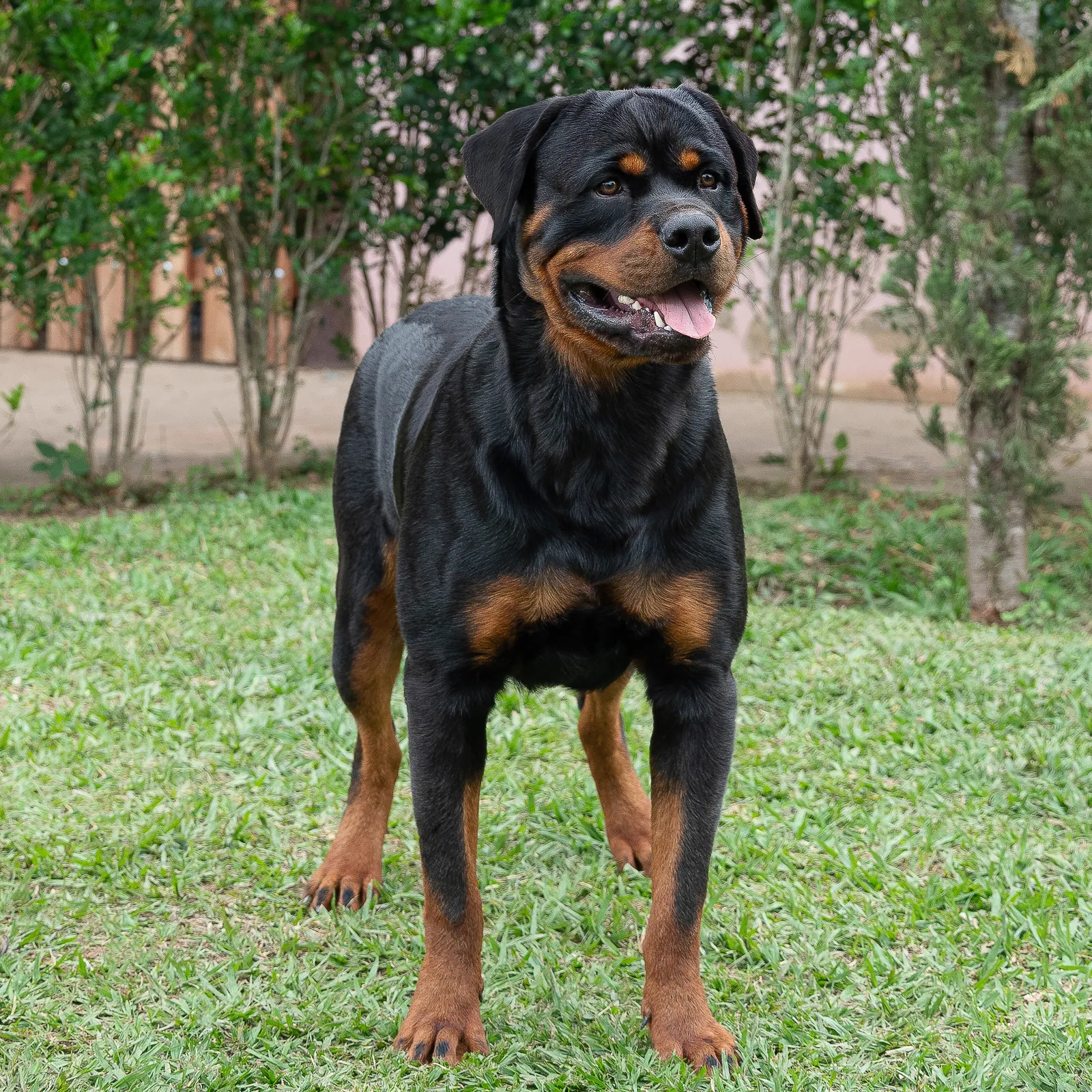 Romeu Von Beretta, reprodutor do Canil Von Beretta