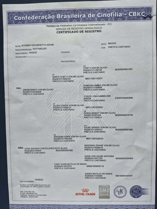 Pedigree CBKC/FCI de Rottweiler do Canil Von Beretta &mdash; documento 2 de 28