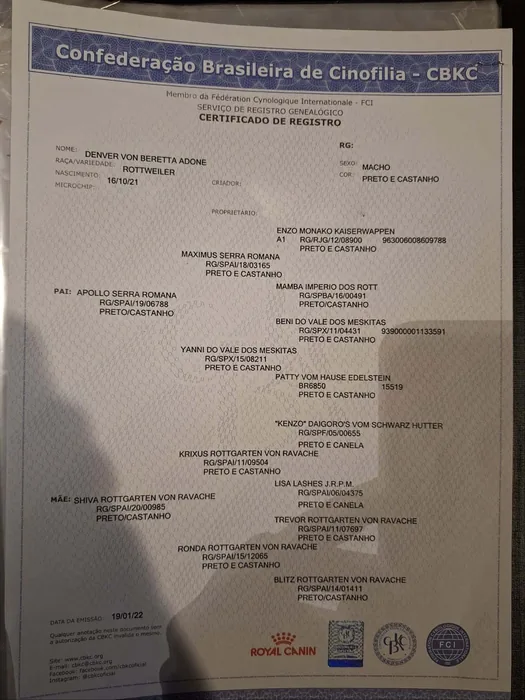 Pedigree CBKC/FCI de Rottweiler do Canil Von Beretta &mdash; documento 25 de 28